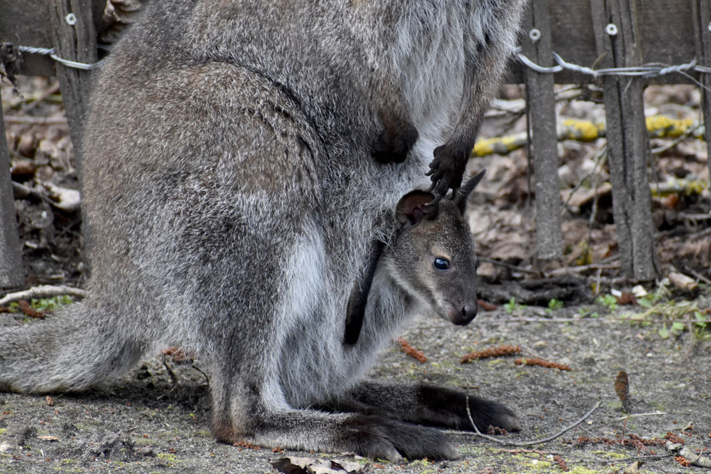 Känguru schaut aus dem Beutel