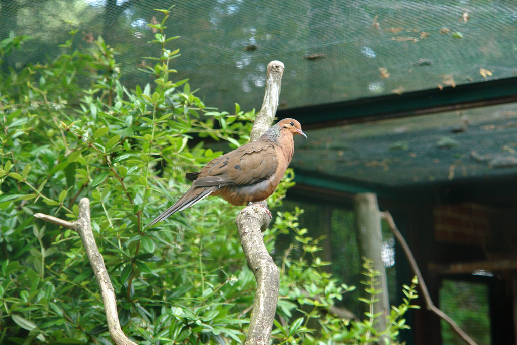 Weltvogelpark Walsrode gibt Tipps für den Artenschutz im heimischen Garten