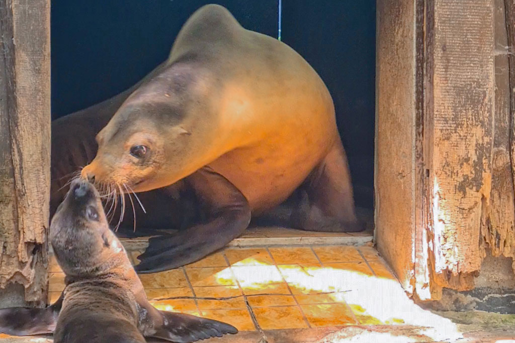 Robbenglück im Zoo Dortmund: Nachwuchs bei den Seelöwen